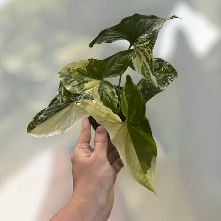 Syngonium 'Albo' för wholesale av Down to Dirt Plants