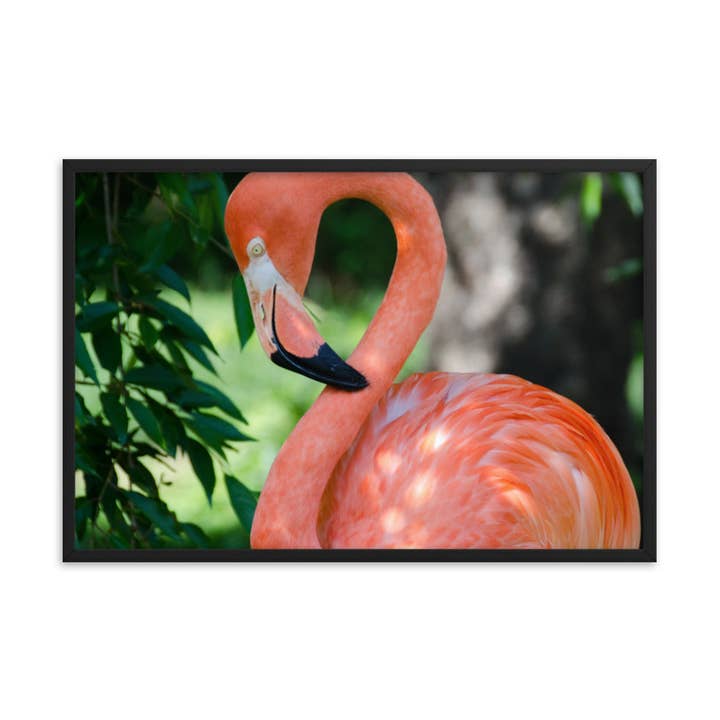 Photo animalière encadrée par Pinky le flamant rose pour la vente par Pipa Wall Art & Home Decor