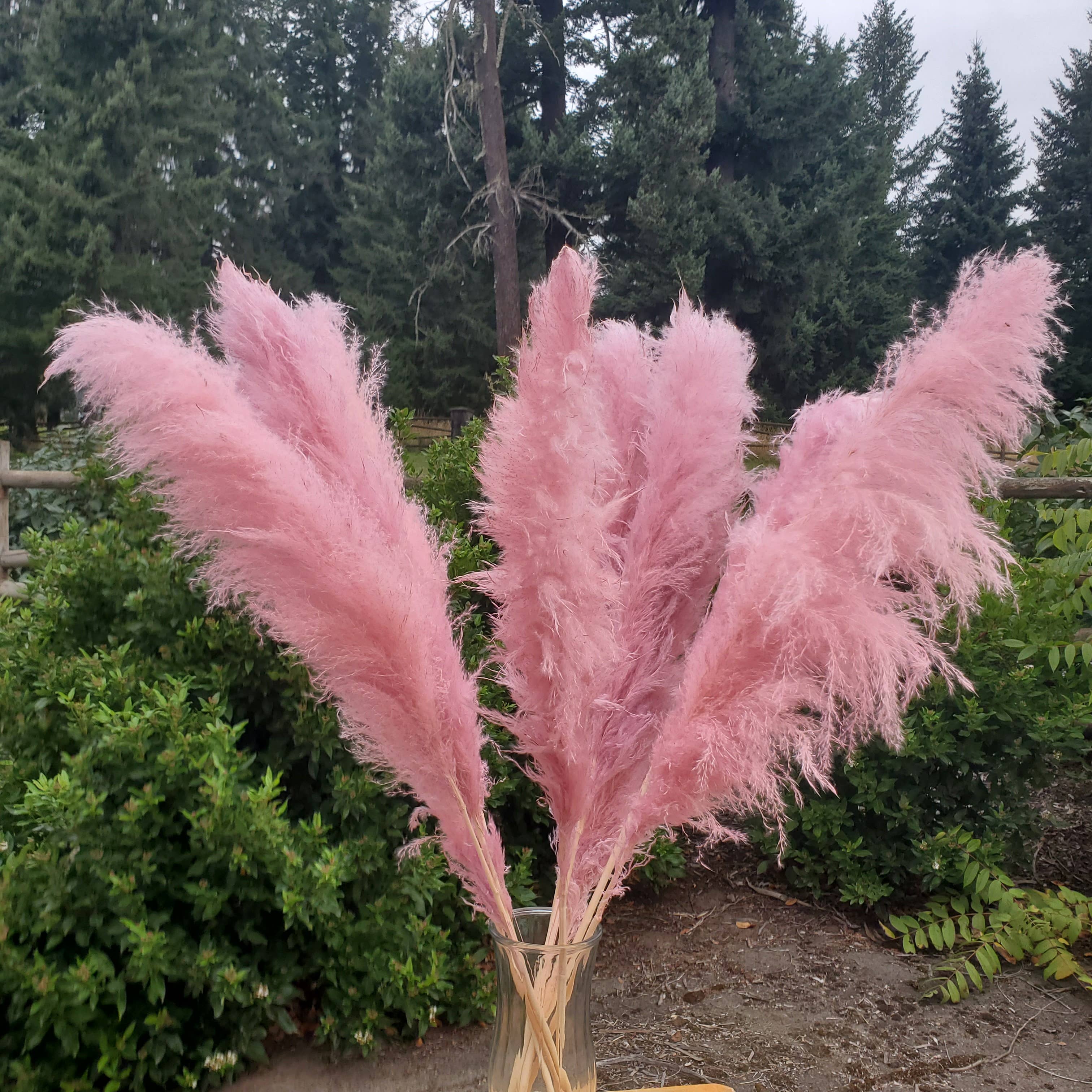 BLOOMINGFUL.COM - Vente Fleur séchée/pressée - Grandes Herbes de la Pampa Moelleuses (91 cm) - Rose Poussiéreux (684)0