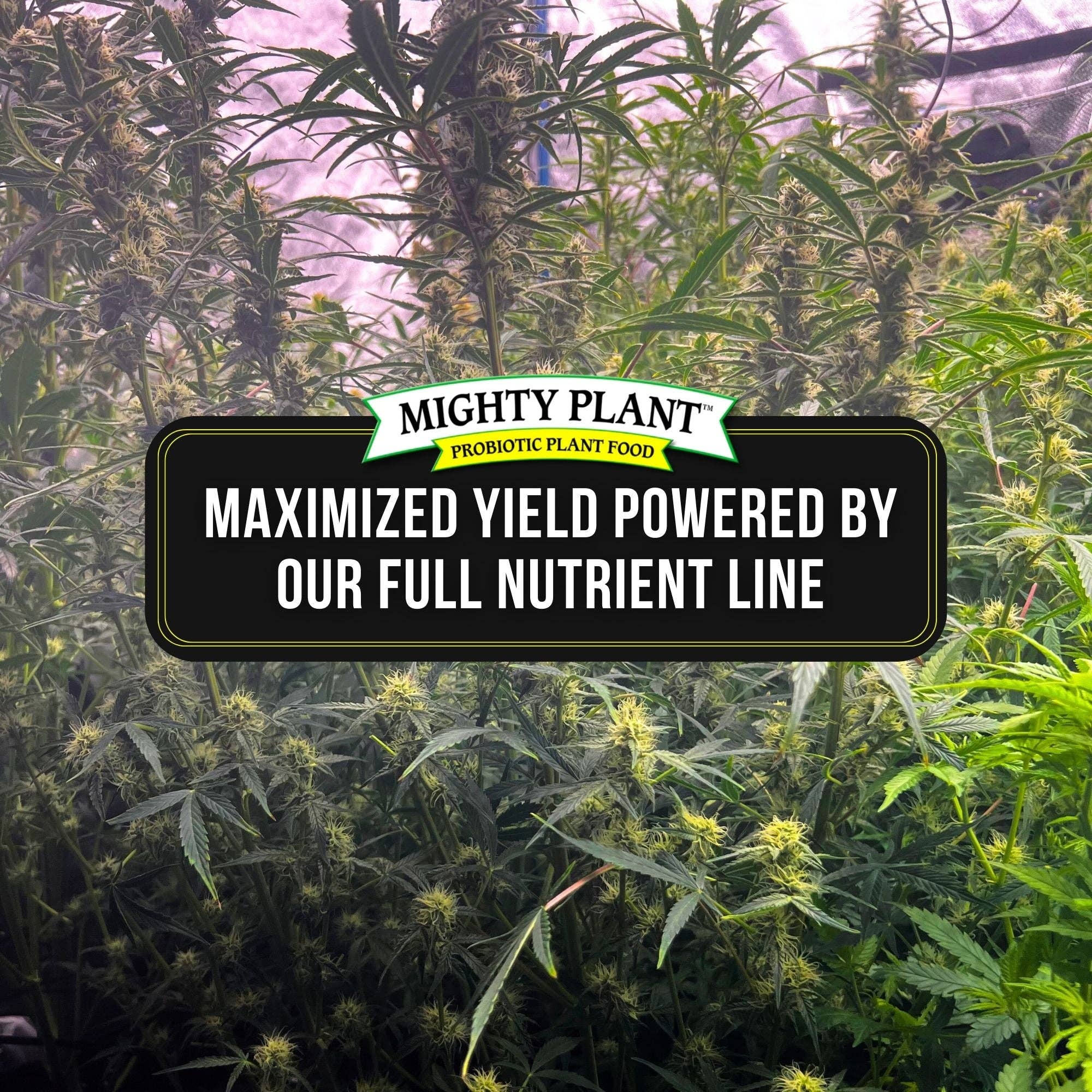 Mighty Plant – wholesale Gödsel – MycoRoots™ Odlingsstorlekar2