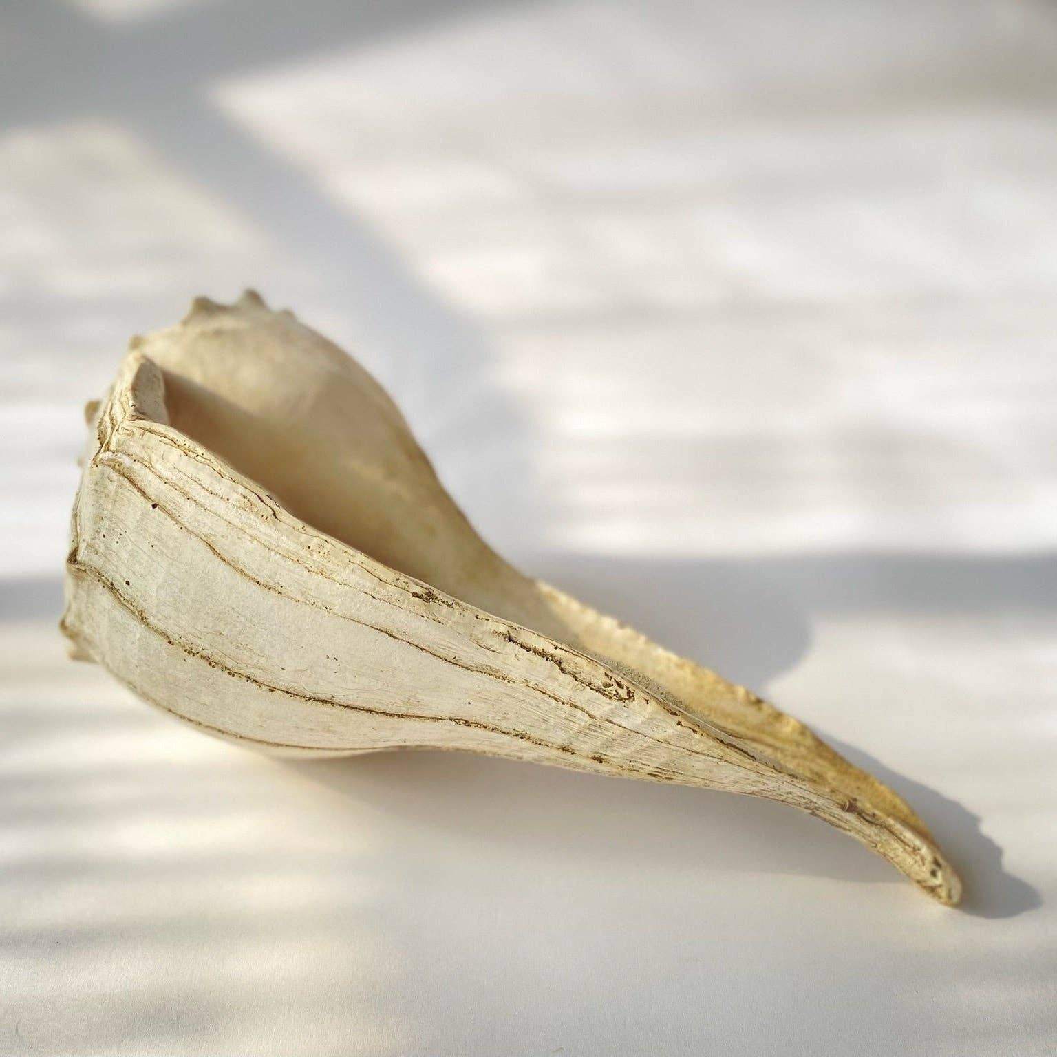 House Parts, Inc. - Wholesale Decorative Tabletop Object - Large Whelk4