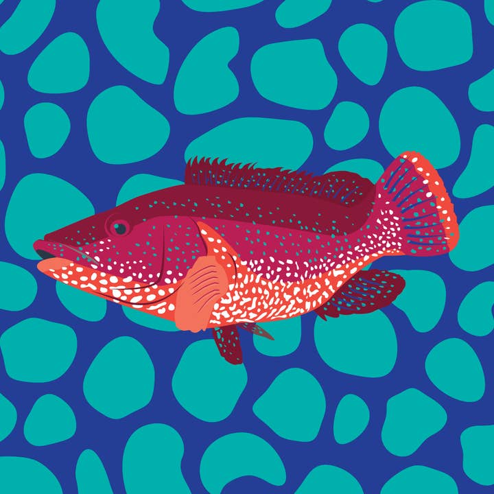 Pawpear - Wholesale Art Print - Ballan Wrasse Print2