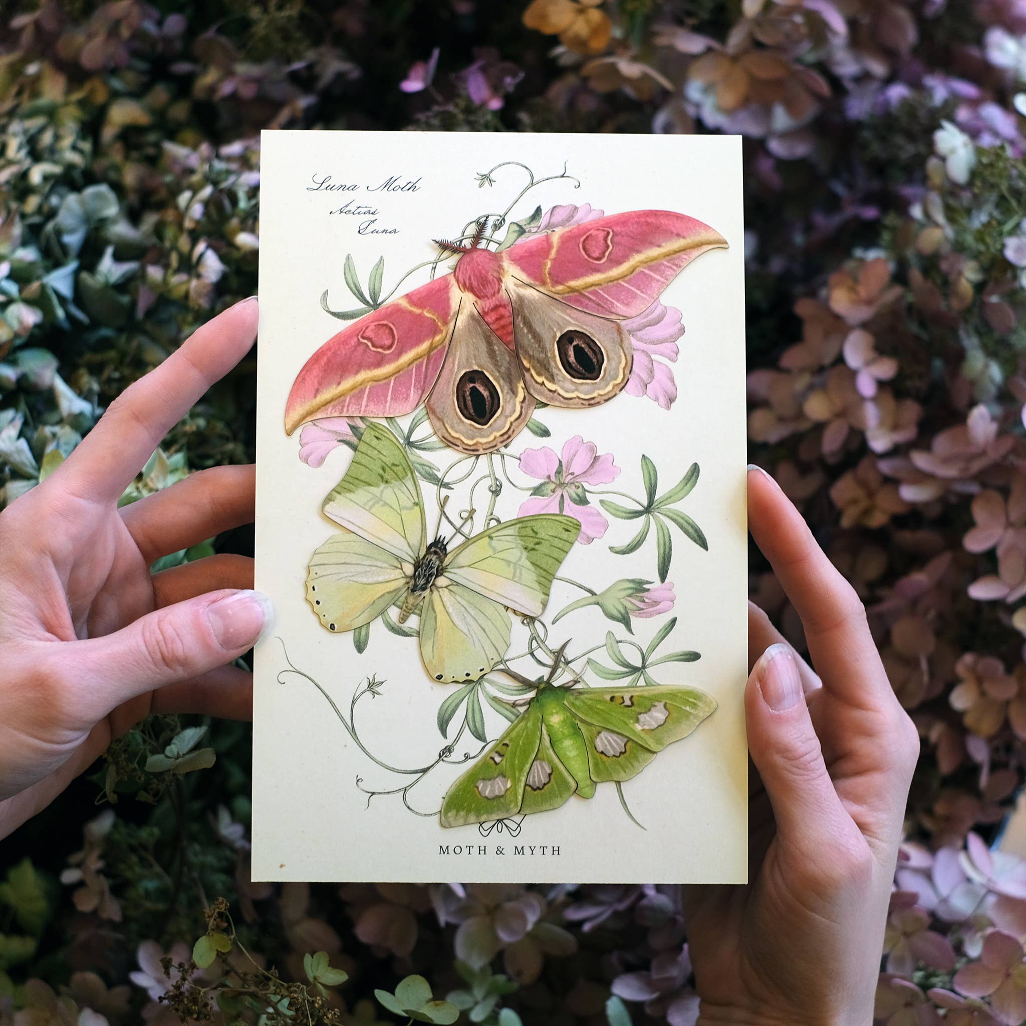 Moth and Myth - Wholesale Cutouts - 'Limelight' Moth Set1