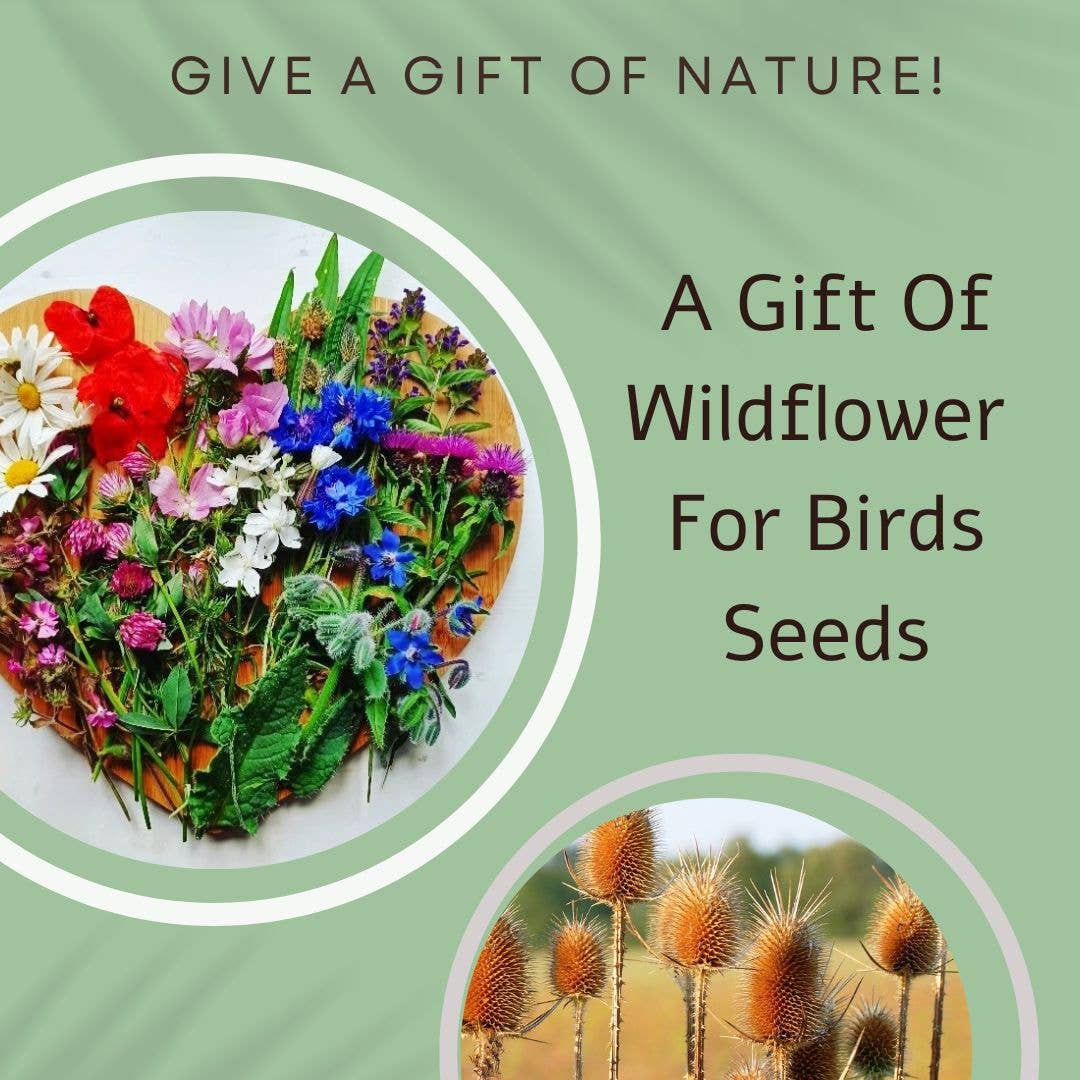 Seeds with Love – wholesale Everyday greeting card – British Birds Seed Card - Wildflowers for birds1