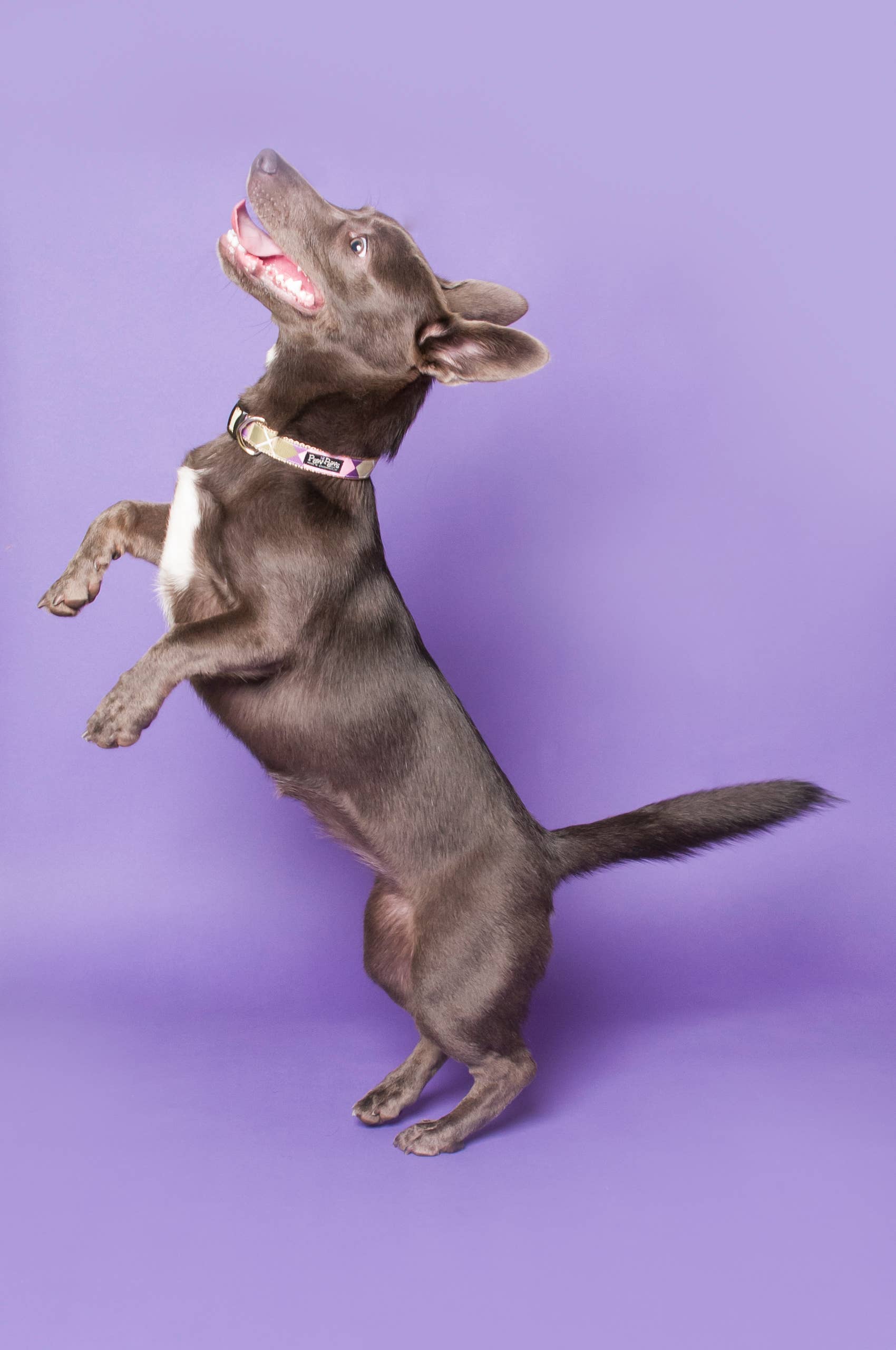 Paw Paws USA - Wholesale Pet Collar - Dog - Sweet Pea Dog Collar5