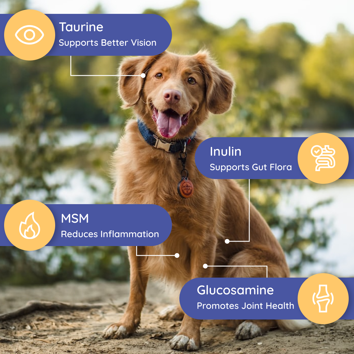 Petralyte - Wholesale Voedingssumplementen voor huisdieren - Hond - Petralyte elektrolyt- en gewrichtssupplement voor honden | Kipliefhebbers6