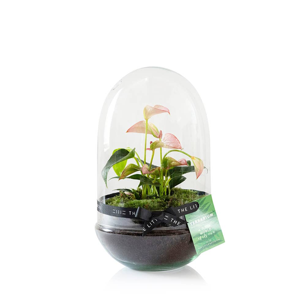The Little Botanical – wholesale Live plant – Anthurium Terrarium2