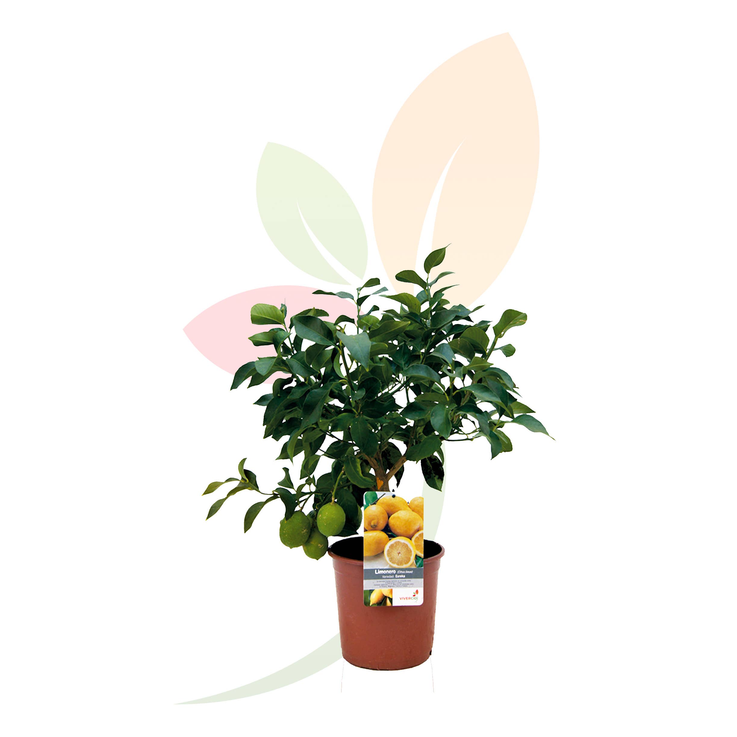VIVERCID - Wholesale Live Plant - Citrus Limon (Lemon Tree)2