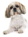 Shih Tzu for wholesale by jungle brands ltd
