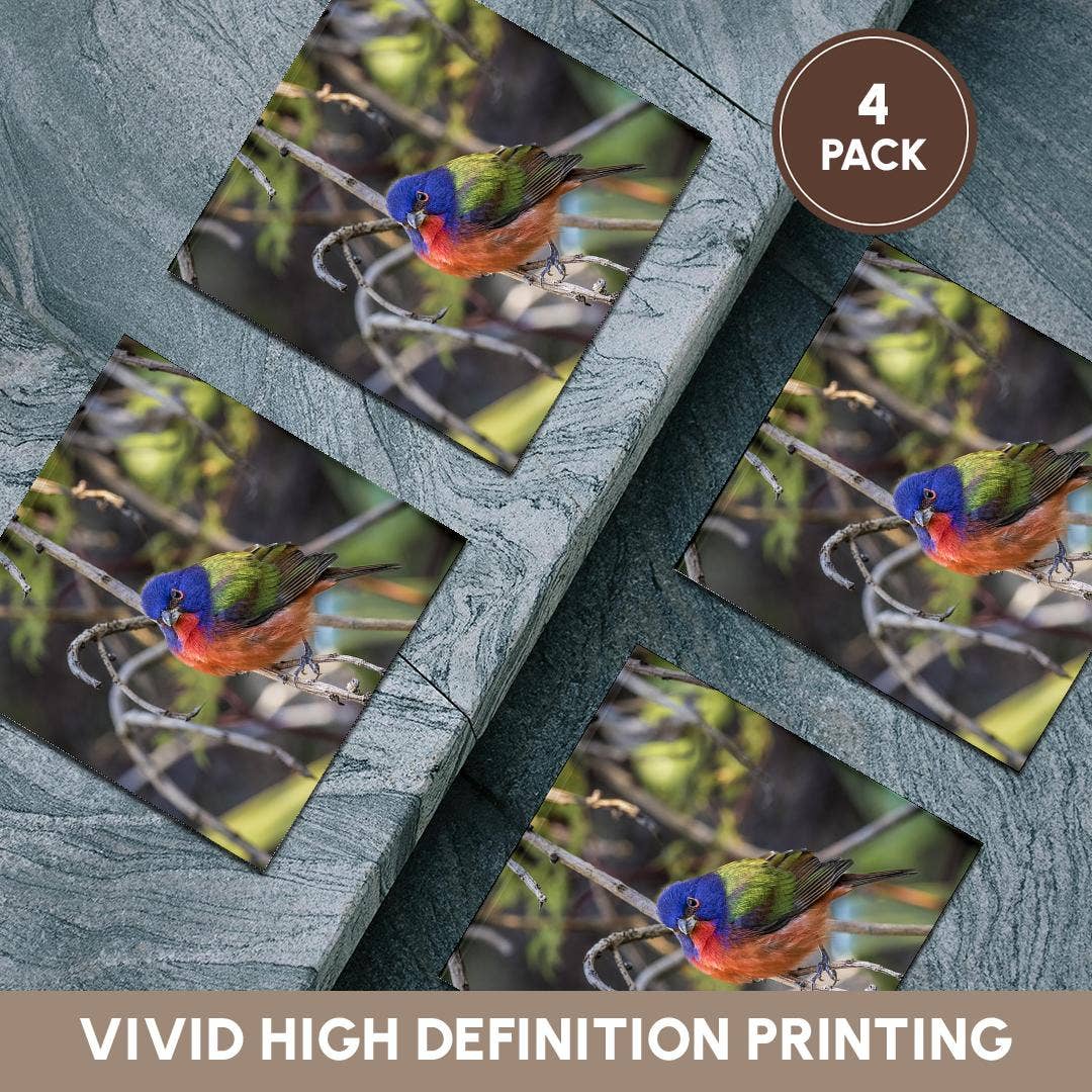 3dRose - Wholesale Coasters - 3dRose, A beautiful male painted bunting., Coaster5