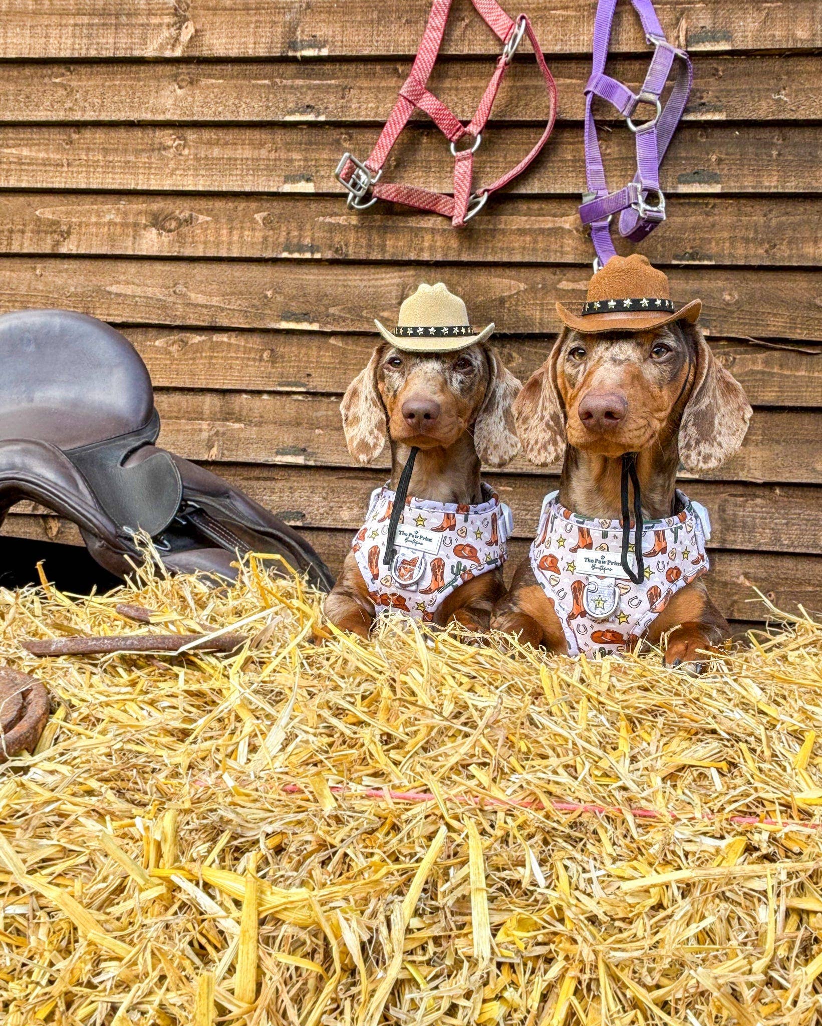 The Paw Print Boutique – wholesale Pet harness – Dog – Howdy Pawtner Adjustable Harness8