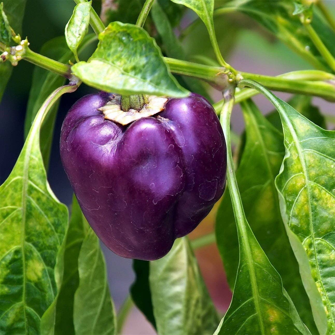 Sow True Seed - Wholesale Plant Seeds - Sweet Pepper Seeds - Purple Beauty2