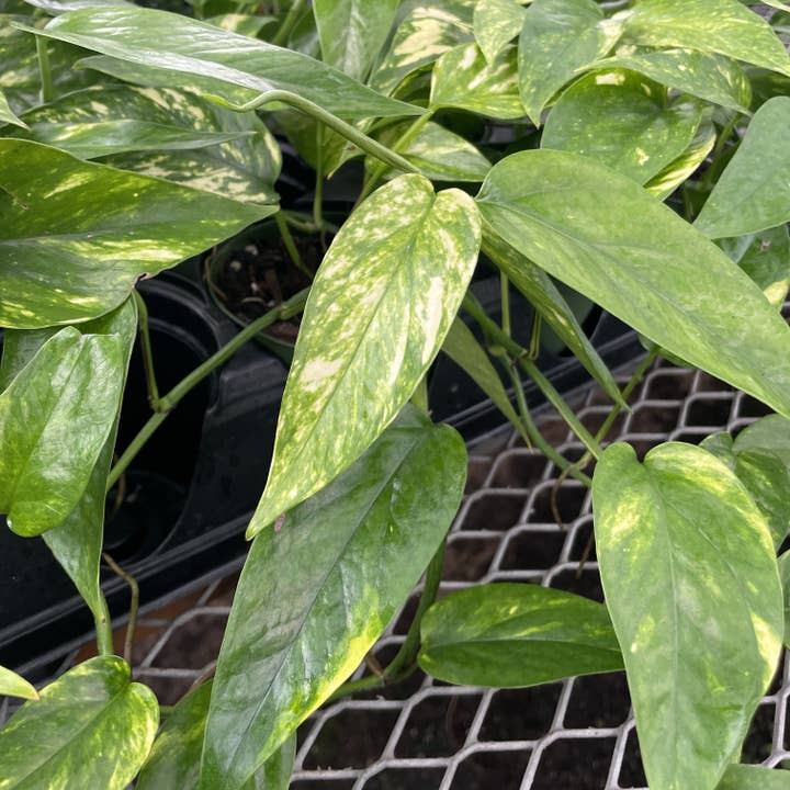 Thorsen's Greenhouse - Wholesale Live Plant - Epipremnum Pinnatum Neon - 4" Live Plant2