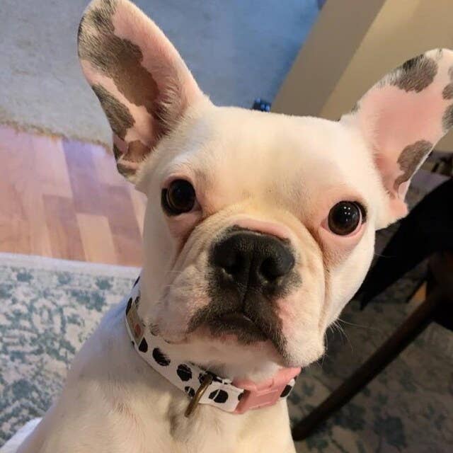 Very Vintage Designs - Wholesale Pet collar – Cat/dog - Moo - Cow Organic Cotton Pet (Dog & Cat) Collar6