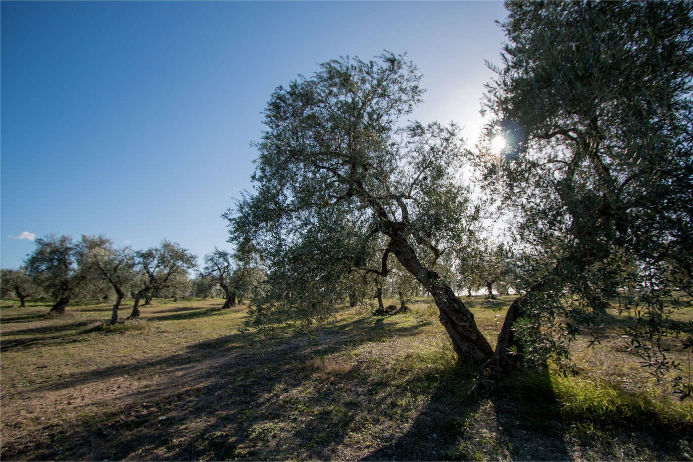 Terradiva Azienda Agricola Biologica - Wholesale Olive Oil - ALLEGRO organic extra virgin olive oil - intense, tin2