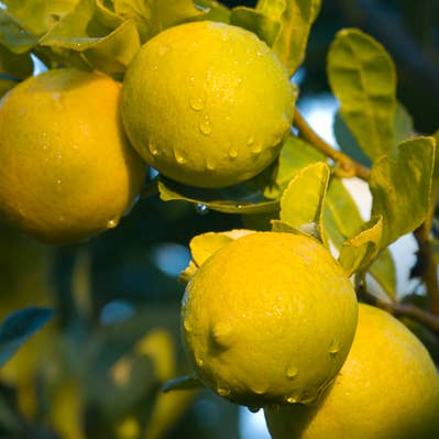 Atlantic Aromatics - Wholesale Essential Oil - Lemon Organic Essential Oil 10ml1