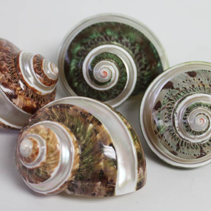 California Seashell Company - Wholesale Decorative Tabletop Object - Banded Tapestry Turban Seashell - Turbo Petholatus2