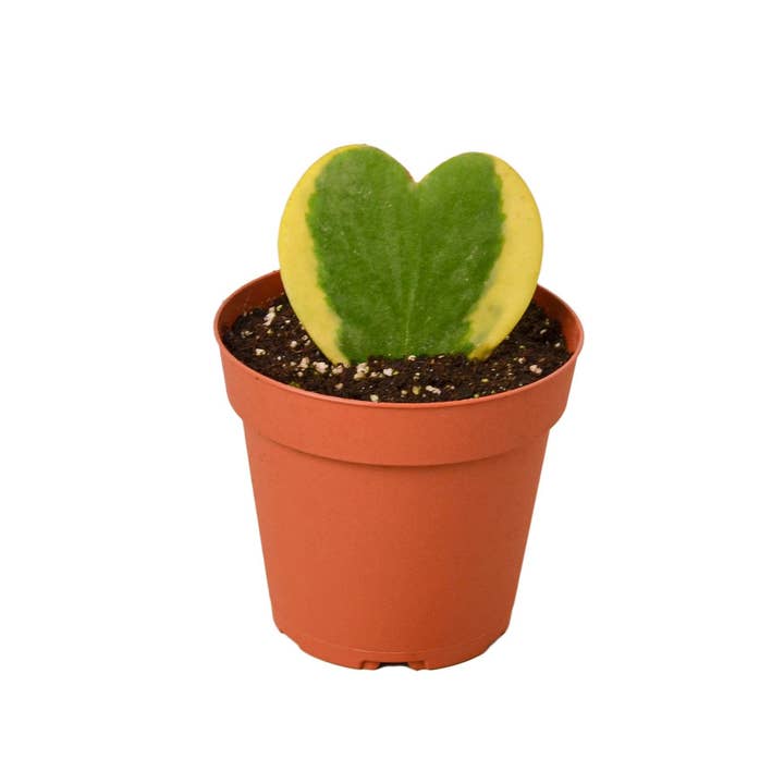 House Plant Wholesale WEST - Wholesale Live Plant - Hoya Sweetheart Variegated