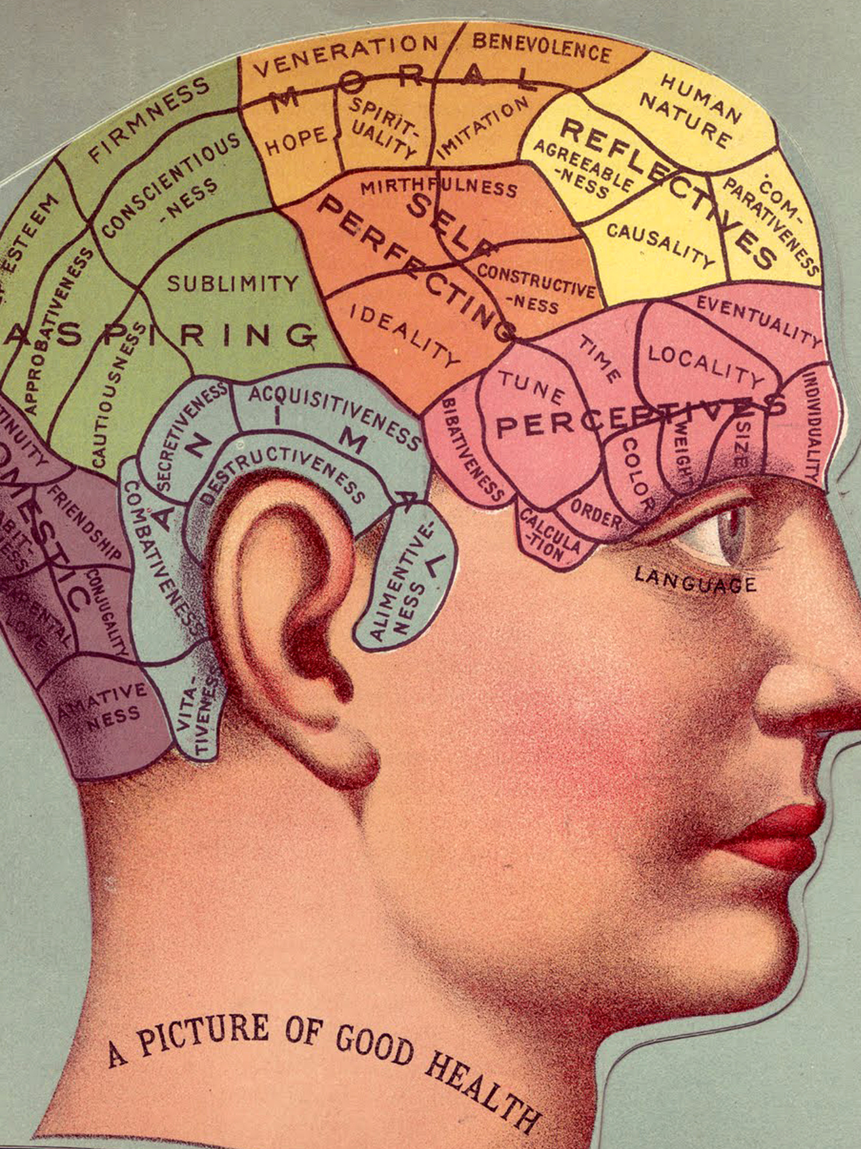 Barbara Decor – wholesale Poster – 16x24" Poster, Vintage Phrenology Poster Print, Brain Art6