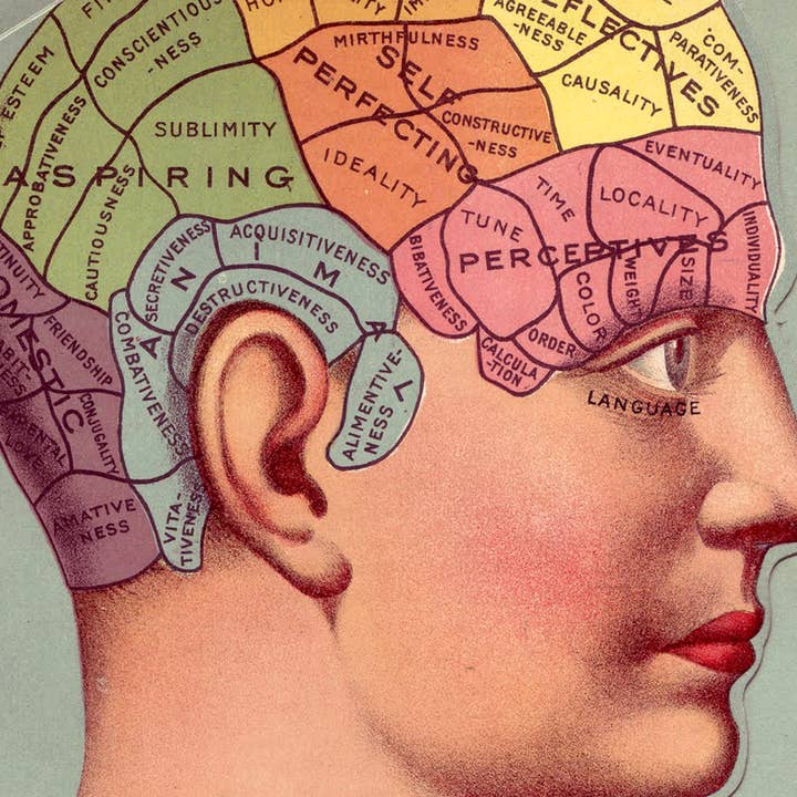 Barbara Decor – wholesale Poster – 16x24" Poster, Vintage Phrenology Poster Print, Brain Art6