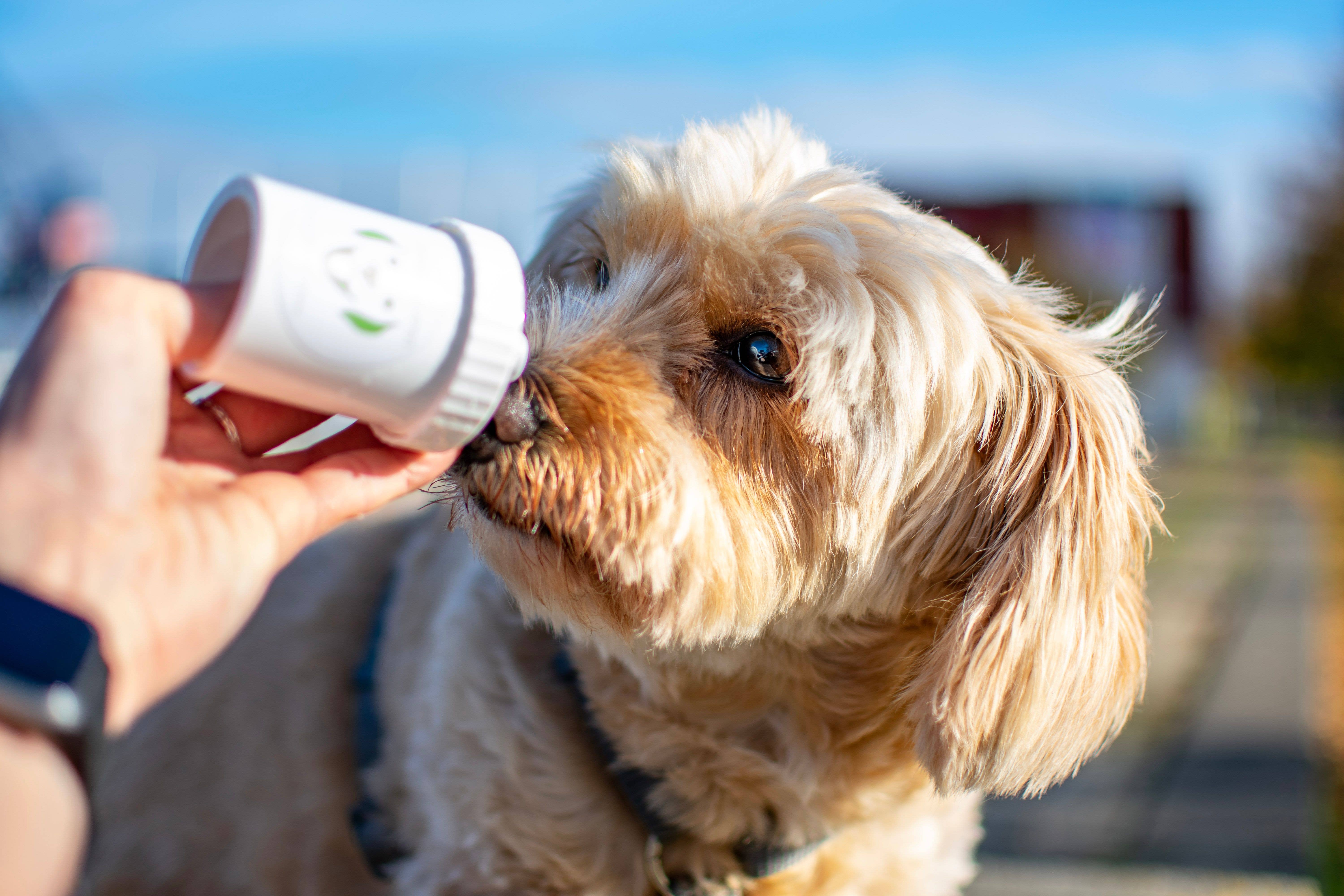 B&W Werbeartikel GmbH - Doggyroller - Wholesale Pet Treats - Dog - DOGGYPUMPER turquoise - reward dispenser for wet dog food1