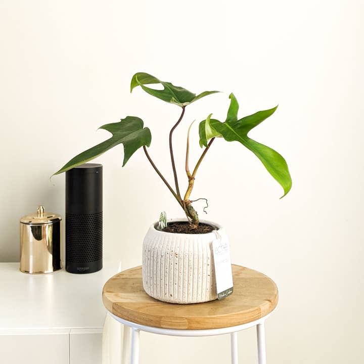 Eché pots - Wholesale Plant pot - Hemp & Coconut fibre Rib Pot - Handcrafted in Australia3