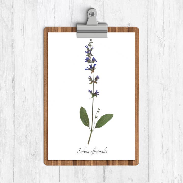 Stampa botanica alla salvia per la vendita all'ingrosso da parte di Ecobota