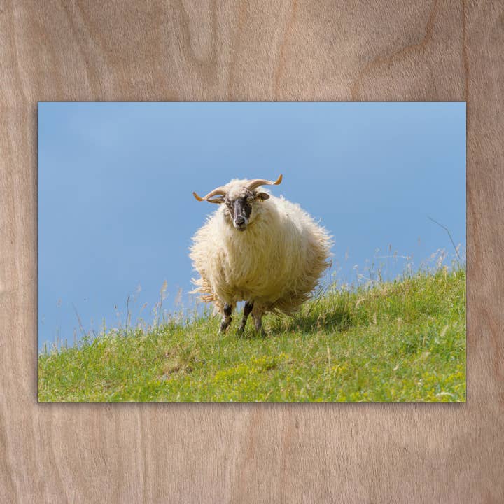 Postcard Eye0246 Pecora Pecora della Valacchia per la vendita all'ingrosso da parte di eye-comm