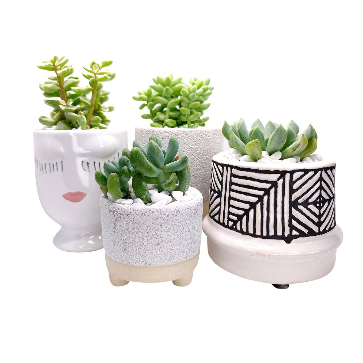 Best Plant Friend - Wholesale Plant Pot - Cute Footed Pot - Succulent Planter
- Ceramic Pots For Plant6