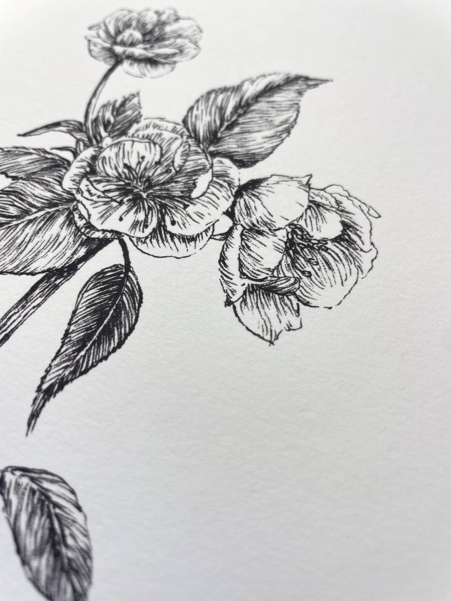 Kara Valentino Ffield Art - Wholesale Art Print - Pear Blossoms |  Art Print 8