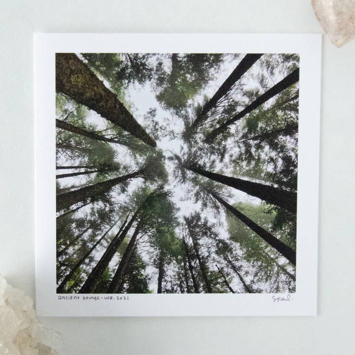 Ancient Beings for wholesale by Earth + Cielo