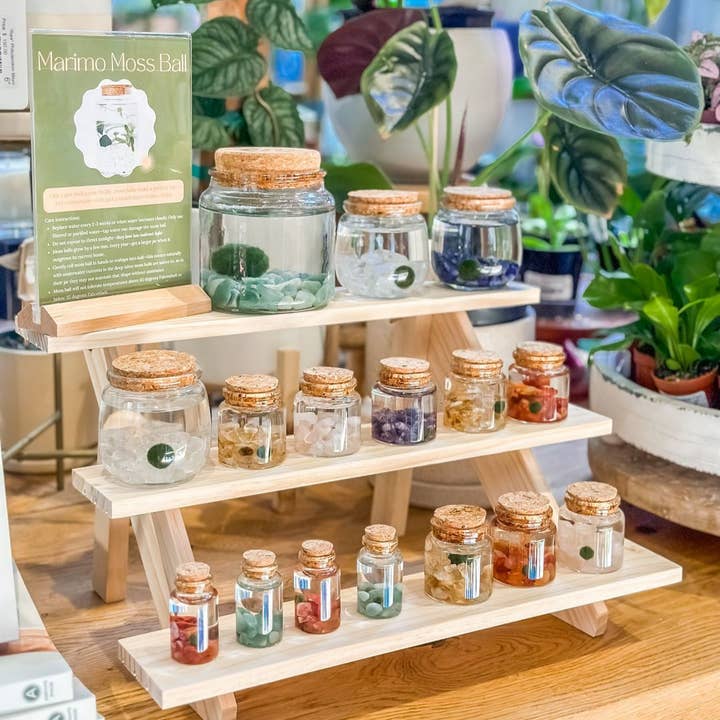 Moss Amigos | Moss Ball Terrariums - Wholesale Live Plant - Small Marimo Moss Ball Terrarium with Citrine Gemstones5