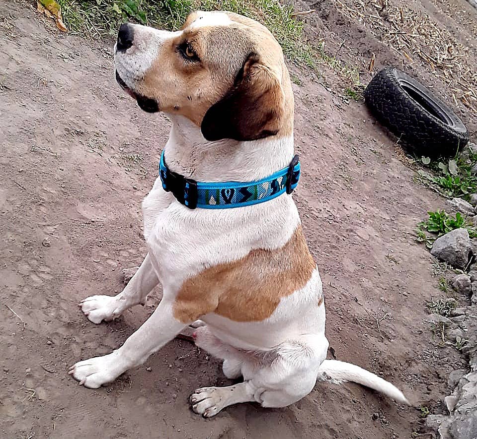 Pichincha - Wholesale Pet Collar - Dog - Tribal Pattern Ecuadorian Large Pet Dog Thick Collar1