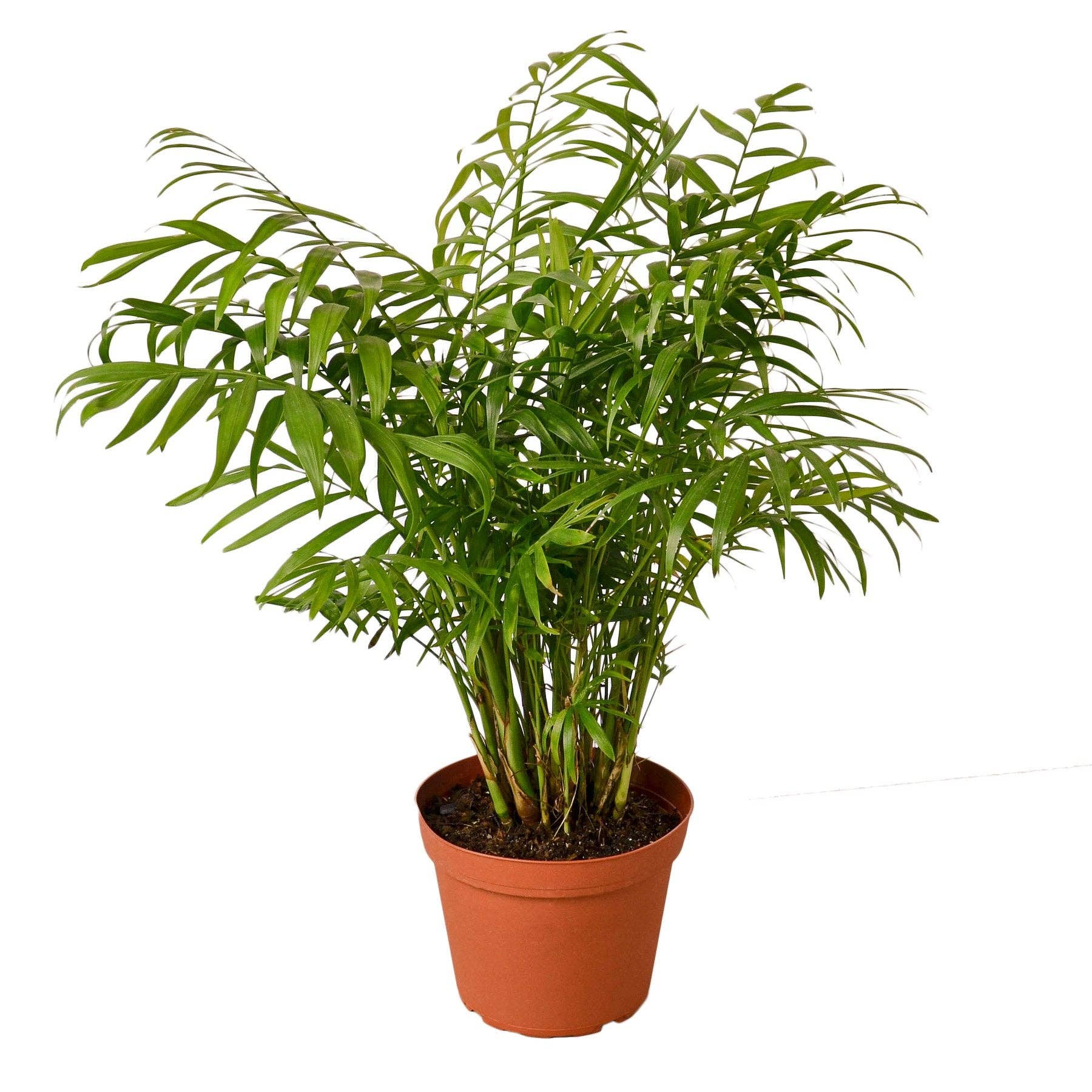 House Plant Wholesale WEST - Wholesale Live Plant - Parlor Palm9