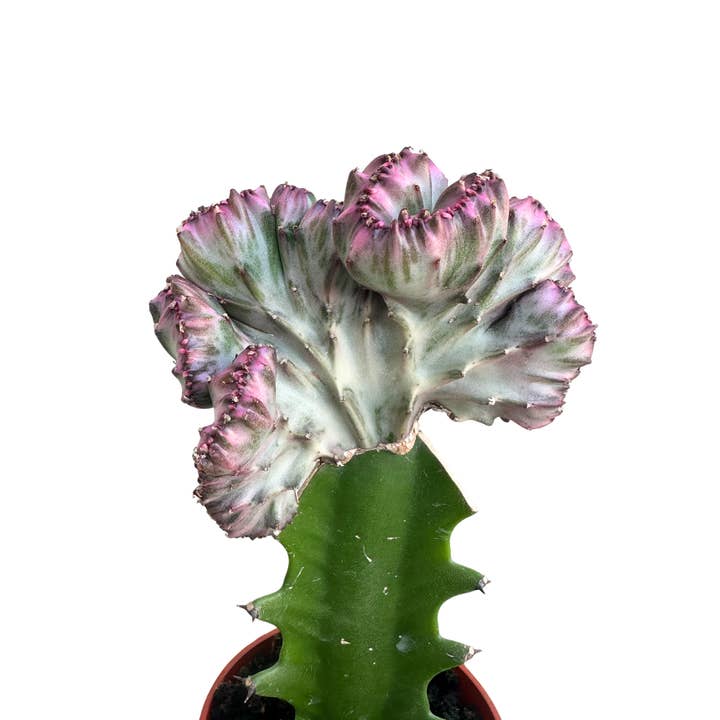 Flow State - Wholesale Live Plant - 3.25" Grafted Mermaid Tail Cactus – Live Houseplant