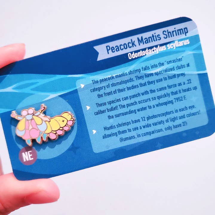 Informative Pin: Peacock Mantis Shrimp for wholesale by Umvvelt LLC