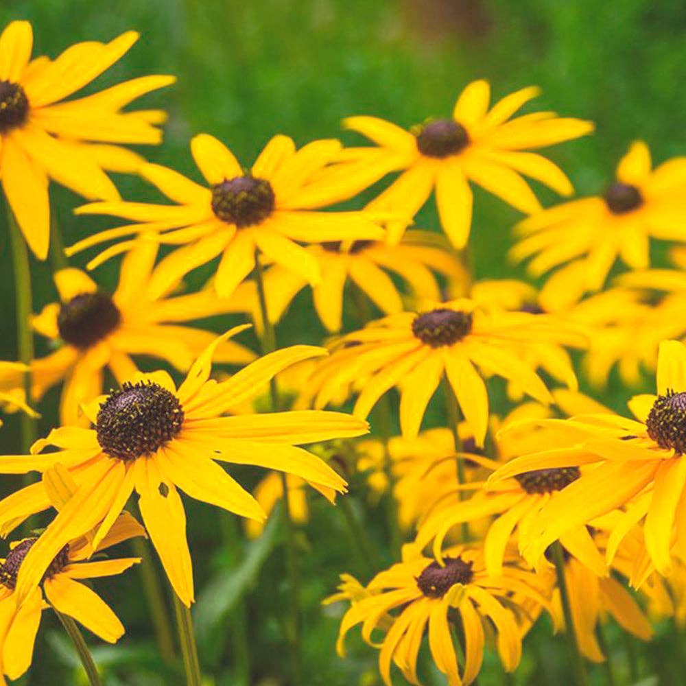 Herboo – wholesale Plant seeds – Flower Posy Seed Set3