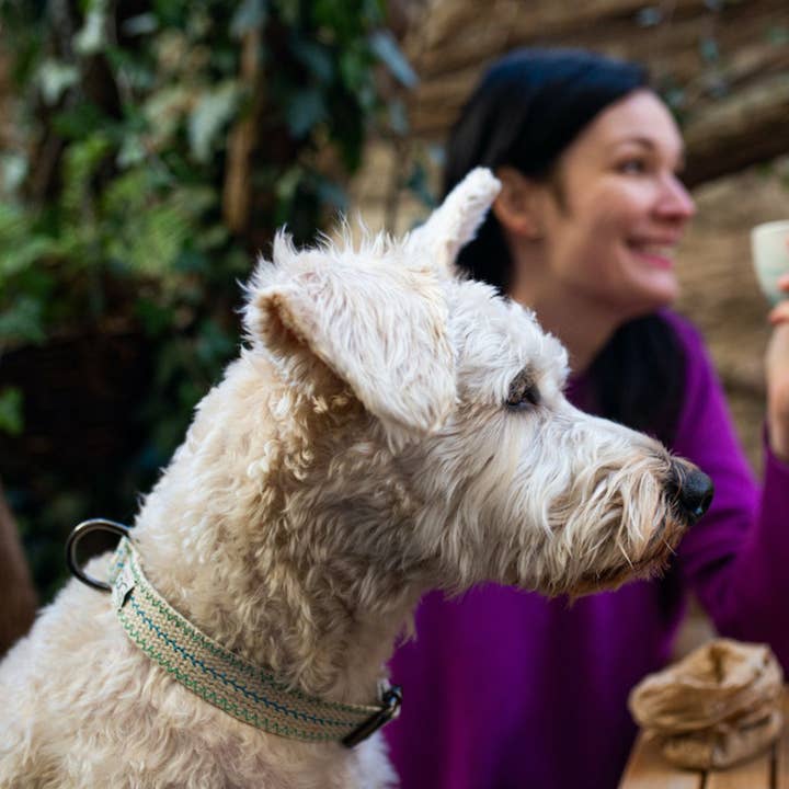 FUNKY DOG – wholesale Halsband - Hund – Hampahundhalsband Miljövänligt, Hållbart, Andningsbart