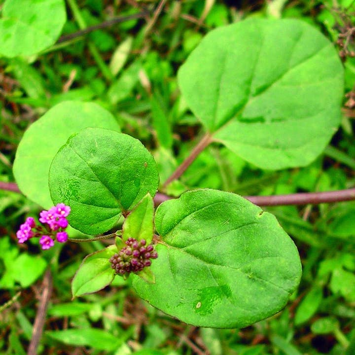 Sewanti Ayurvedic Series - Wholesale Herbs - Organic Punarnava Powder - Boerhavia Diffusa2