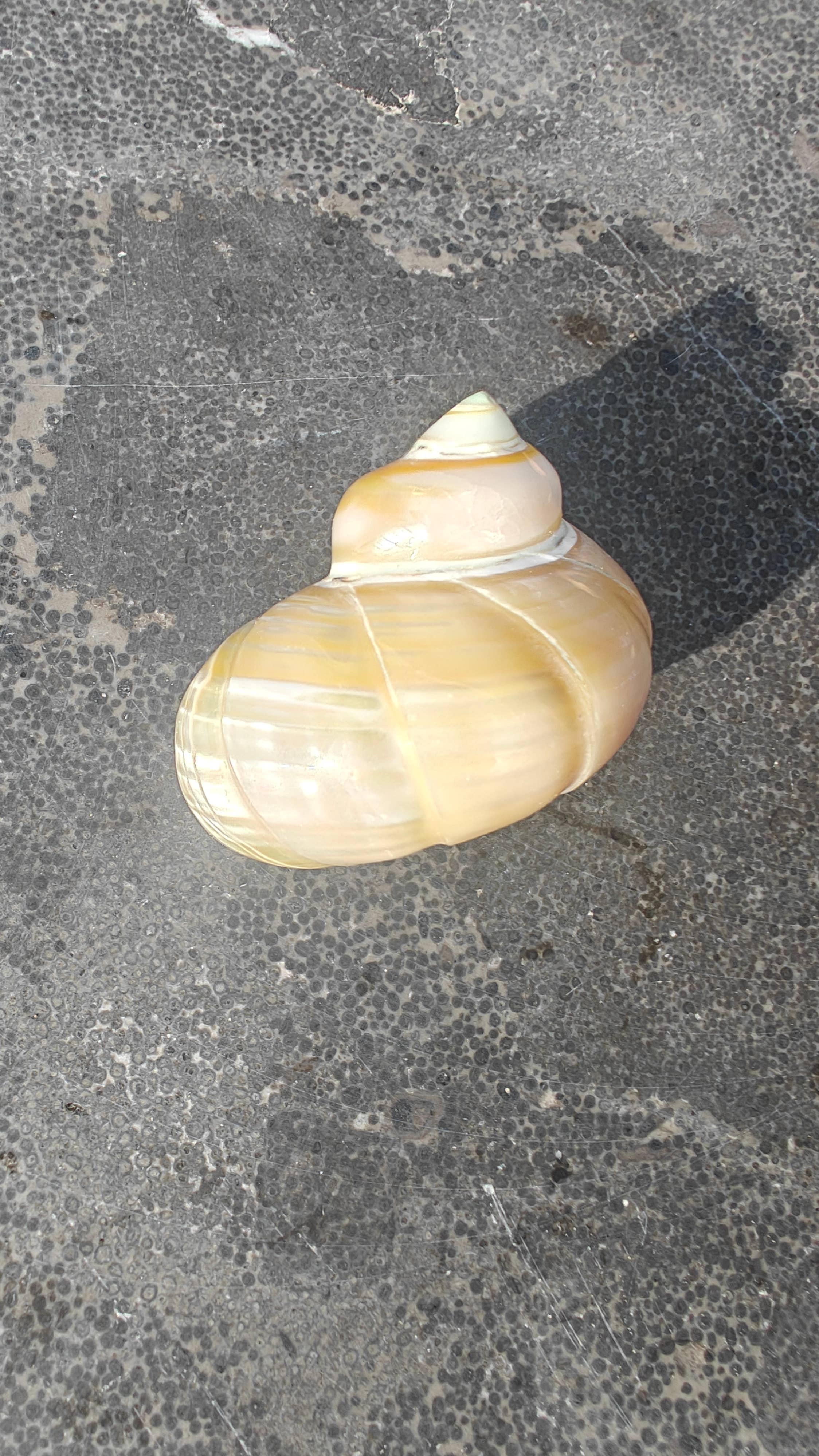 Product Import Holland - Wholesale Decorative Tabletop Object - Talembu Ukir - shells - decoration - beach - boho1