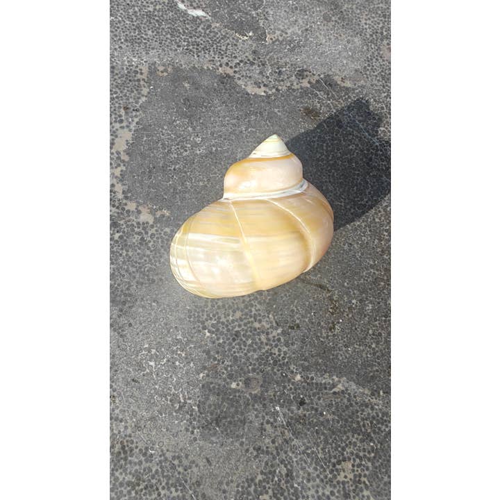 Product Import Holland - Wholesale Decorative Tabletop Object - Talembu Ukir - shells - decoration - beach - boho1