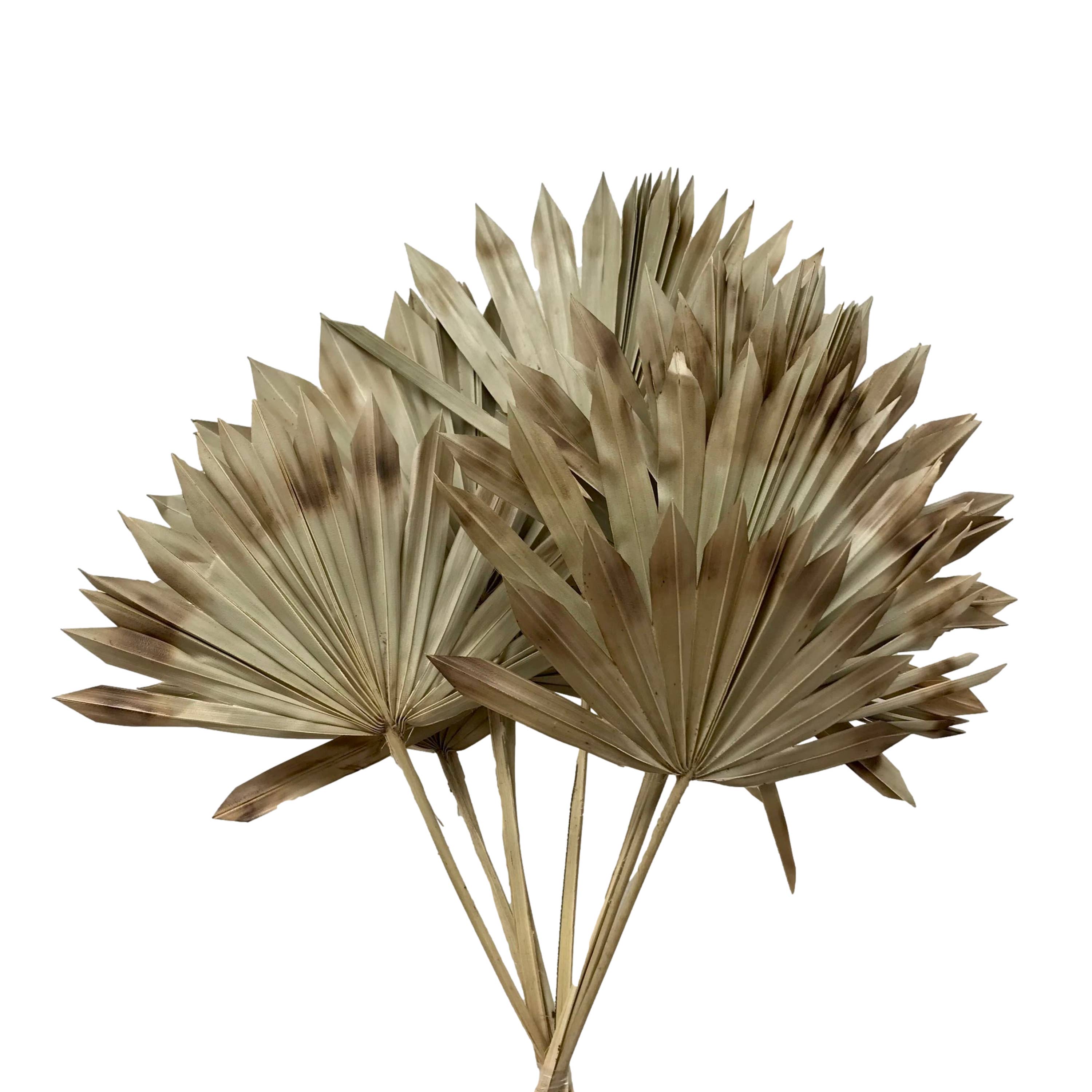 Wilco Home – Engroshandel Tørrede/pressede blomster – 10 tørrede naturlige palmeblade på stilk, bundt9