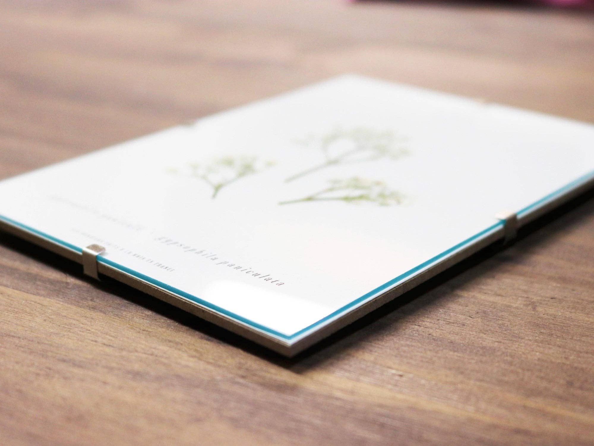 Folium - Maison Botanique - Wholesale Dried/Pressed Flowers - No. 17 · The Gypsophila1