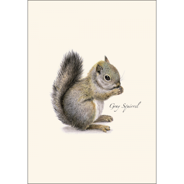 Earth Sky + Water - Wholesale Stationery/Notecard Set - Gray Squirrel1