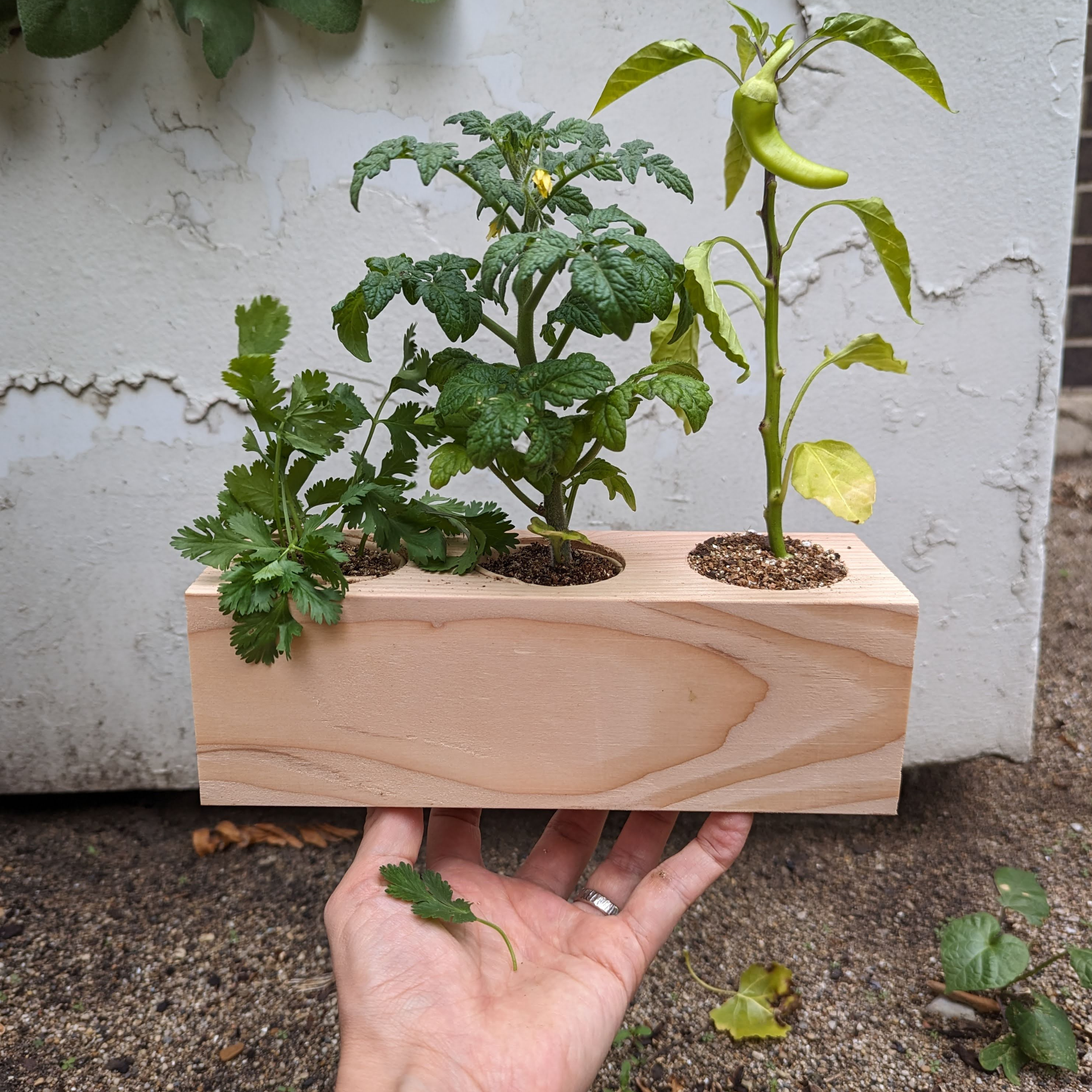 Sprigbox - Wholesale Plant Seeds - Salsa Garden Starter Kit | Grow Chili, Cilantro, Tomato7