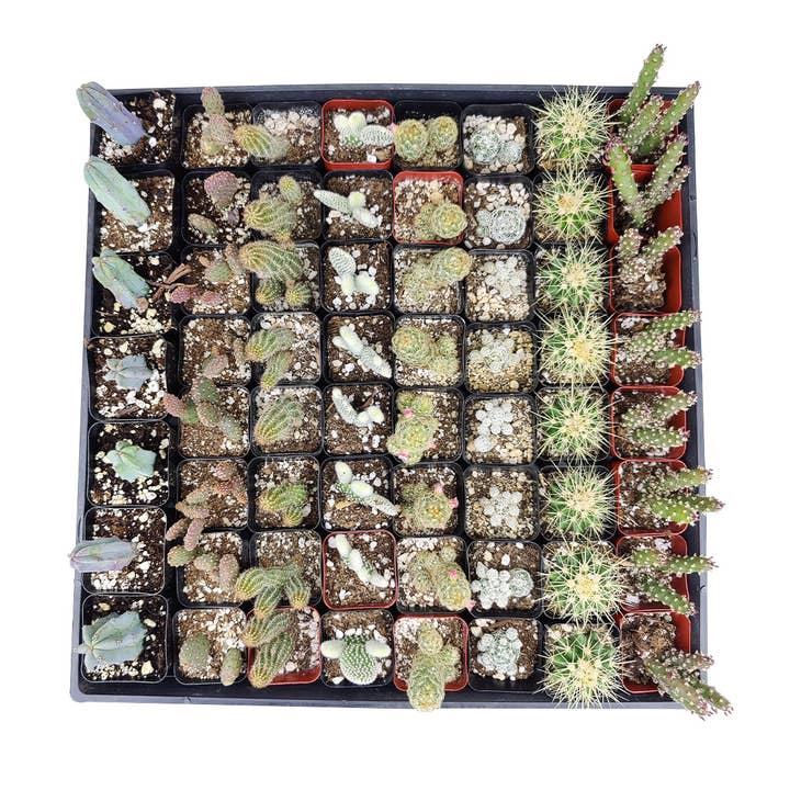 Best Plant Friend - Wholesale Live Plant - Cactus Wedding and Party Favors Tray - 64 Live Bulk Cacti