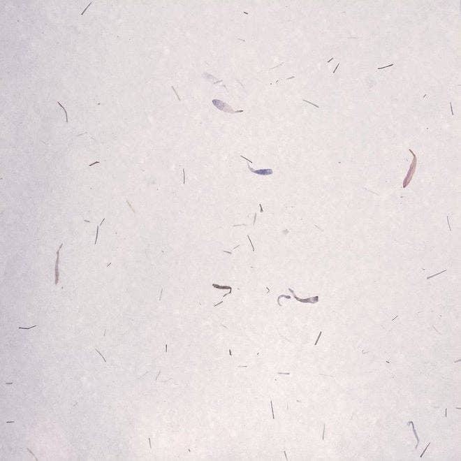 Nobel Arts - Wholesale Painting Paper - 22 x 30" Japanese Mulberry Paper with Flower Petals2