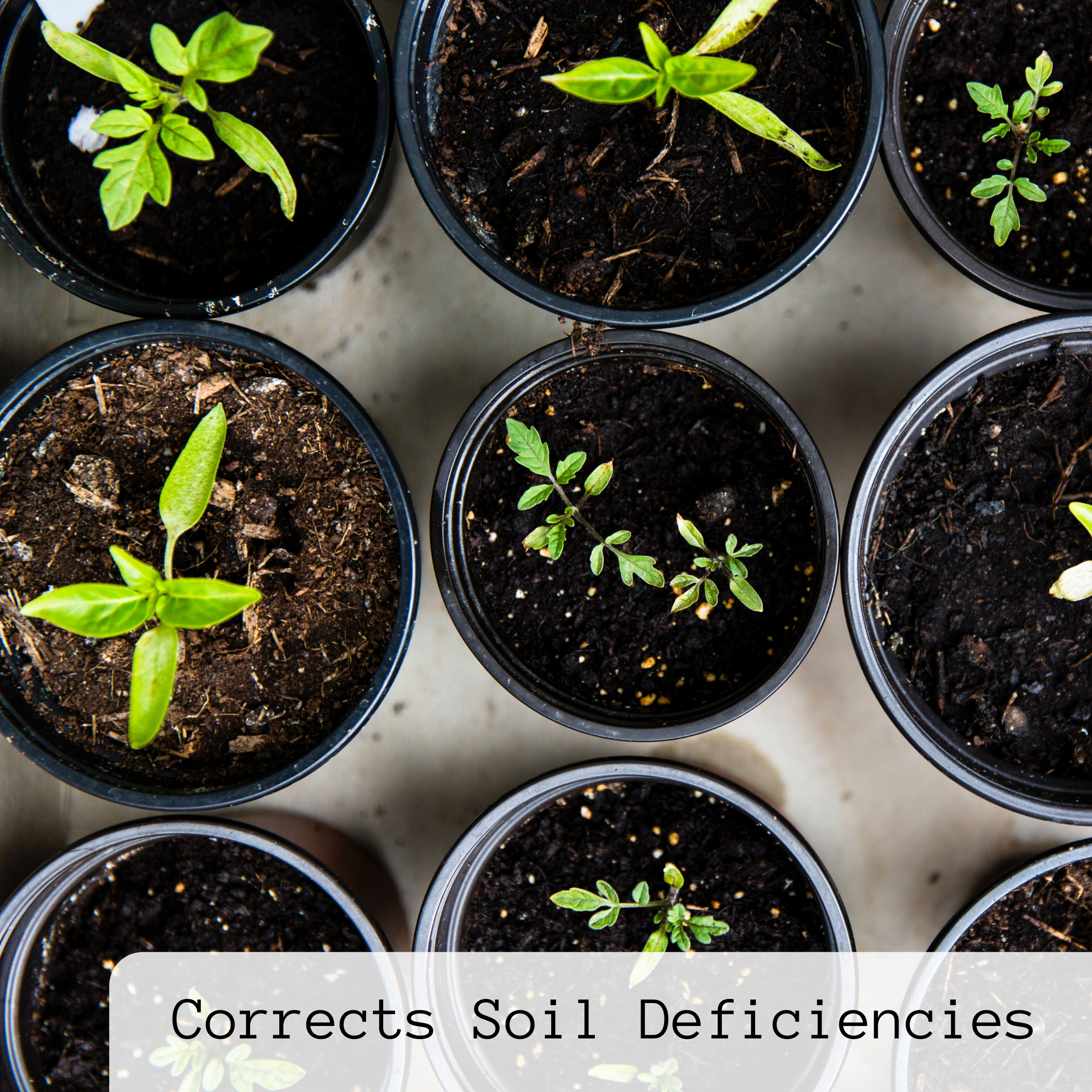 Hungry Houseplant - Wholesale Fertilizer - Case of 12: BLOOM Liquid Fish Fertilizer | 1.69 oz (50 ml)4