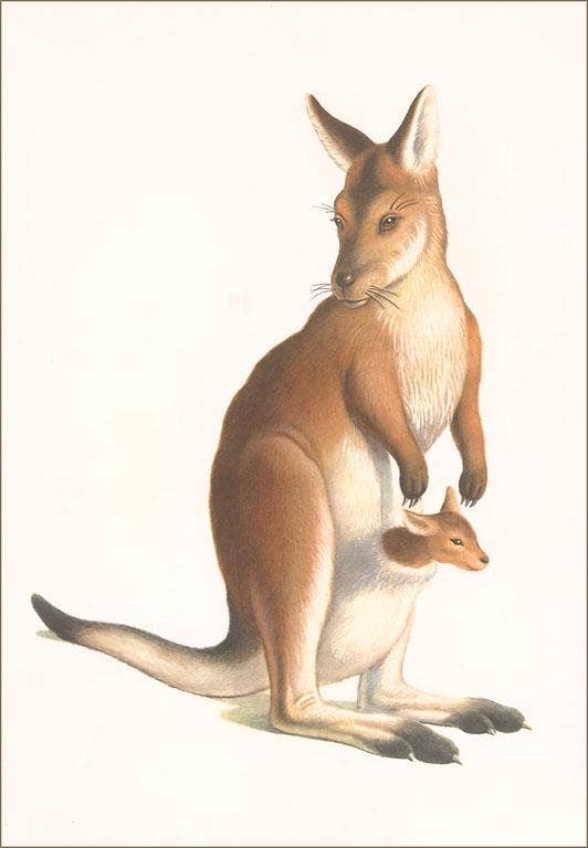 Found Image Press - Wholesale Postcard - Postcard AN-704 Kangaroo and Joey0