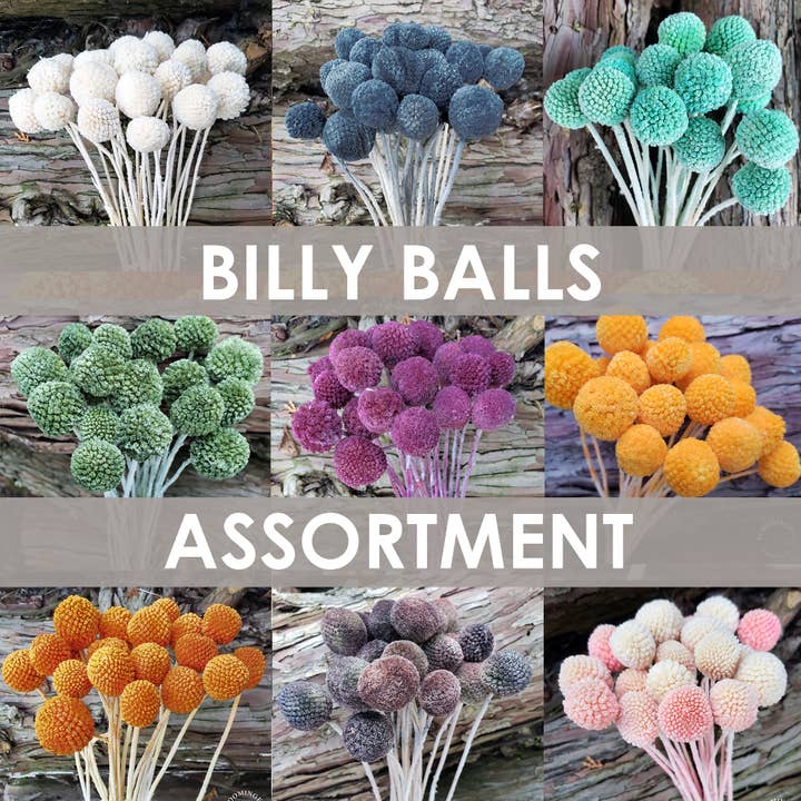 Craspedia 18-20st, Billy Balls - Mixed Assorted Colors for wholesale by BLOOMINGFUL.COM
